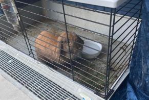 Discovery alert Rabbit Unknown Cergy France