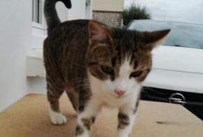 Discovery alert Cat  Female Vittefleur France