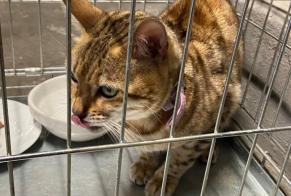 Discovery alert Cat Female Cergy France