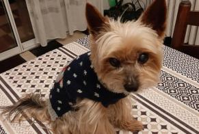 Disappearance alert Dog  Male , 15 years Évreux France