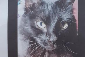 Disappearance alert Cat  Female , 9 years Lyon France