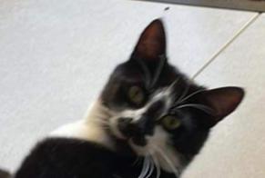Disappearance alert Cat Male , 1 years Saint-Léger-les-Vignes France