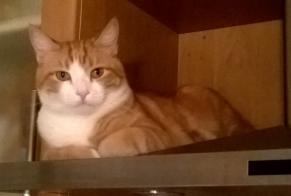 Disappearance alert Cat  Male , 11 years Saint-Marcellin France
