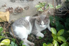 Discovery alert Cat miscegenation Male Saint-Céneri-le-Gérei France