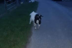 Discovery alert Goat Male Souleuvre en Bocage France