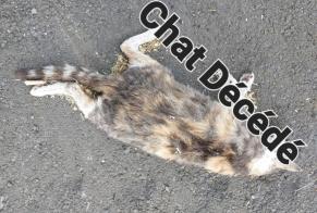 Discovery alert Cat  Unknown Landrecies France