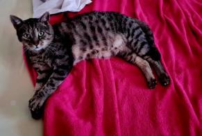 Disappearance alert Cat Male , 9 years Châtelaillon-Plage France
