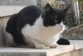 Discovery alert Cat  Male Vence France