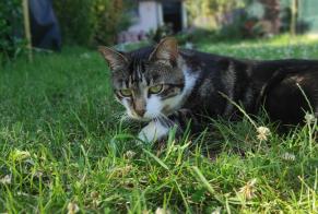 Disappearance alert Cat miscegenation Female , 5 years Amiens France