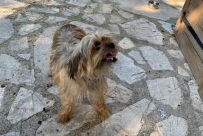 Discovery alert Dog Female , 8 years Agde France