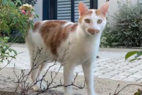 Disappearance alert Cat Male , 1 years La Rochelle France