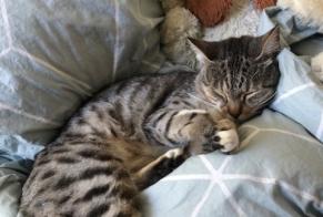 Disappearance alert Cat  Female , 3 years Irigny France