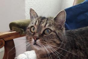 Disappearance alert Cat Male , 9 years Saint-Lyphard France