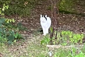 Discovery alert Cat Unknown Sciez France