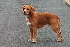 Discovery alert Dog Unknown Châtellerault France