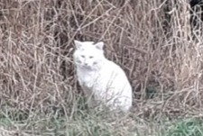 Discovery alert Cat Unknown Fosse France