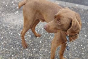 Discovery alert Dog  Male Saint-André-de-Cubzac France