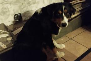 Disappearance alert Dog  Female , 3 years Sainte-Anne-sur-Brivet France