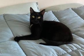 Disappearance alert Cat Male , 3 years Houilles France