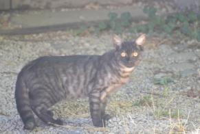 Discovery alert Cat Unknown Aspach-Michelbach France