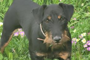 Disappearance alert Dog  Male , 1 years Villefavard France