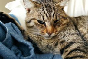 Discovery alert Cat miscegenation Male Saint-Martin-de-Seignanx France
