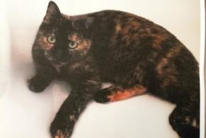 Disappearance alert Cat Female , 4 years Le Mans France