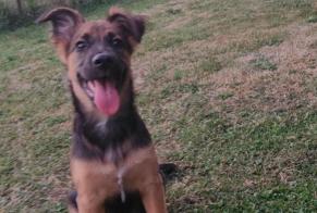 Disappearance alert Dog miscegenation Female , 0 years Orgueil France