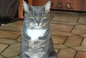 Disappearance alert Cat Male , 1 years Bagnolet France
