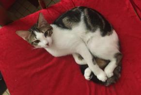 Disappearance alert Cat Male , 0 years Villeneuve-Tolosane France