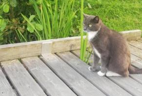 Disappearance alert Cat Male , 6 years Nantes France