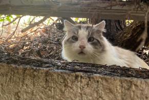 Discovery alert Cat Unknown , 5 years Aix-en-Provence France