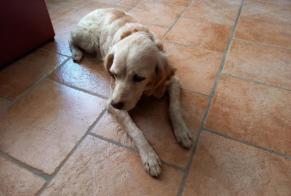 Disappearance alert Dog  Female , 14 years Saint-Victor-la-Coste France