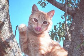 Disappearance alert Cat  Male , 4 years Millau France