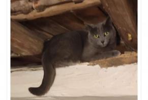 Disappearance alert Cat miscegenation Female , 2 years Périgny France
