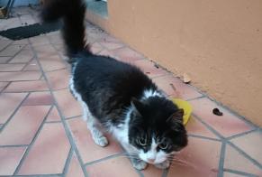 Discovery alert Cat Unknown , 2 years Saint-Nazaire France