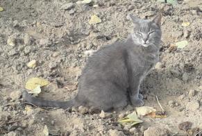 Disappearance alert Cat miscegenation Female , 7 years Dinan France