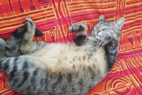 Disappearance alert Cat Male , 5 years Cazals-des-Baylès France
