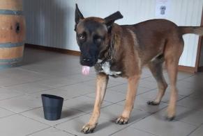 Discovery alert Dog miscegenation Unknown Saint-Remèze France