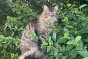 Disappearance alert Cat  Male , 1 years Paimpol France