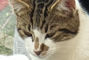 Disappearance alert Cat Male , 1 years Gainneville France