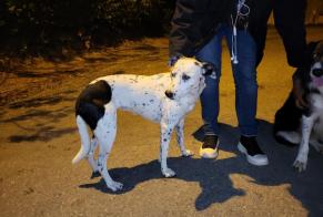 Discovery alert Dog miscegenation Female Les Pechs-du-Vers France