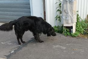 Discovery alert Dog  Unknown Ivry-sur-Seine France