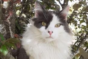 Disappearance alert Cat miscegenation Male , 3 years Saint-Paul-Cap-de-Joux France