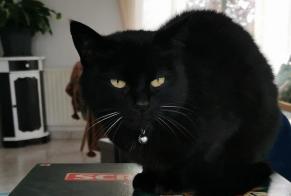Disappearance alert Cat  Female , 7 years Dinard France