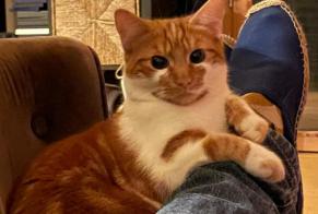 Disappearance alert Cat miscegenation Male , 1 years Les Mesnuls France