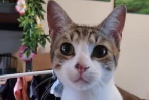 Disappearance alert Cat Female , 1 years Laroque-des-Albères France