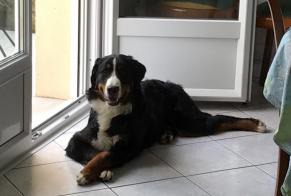 Disappearance alert Dog  Male , 0 years Chambois France