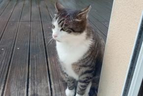 Discovery alert Cat Female Guidel France