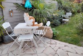 Disappearance alert Cat Male , 7 years Rochefort France